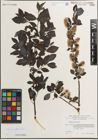 Foto von Salix myrsinifolia Salisb.